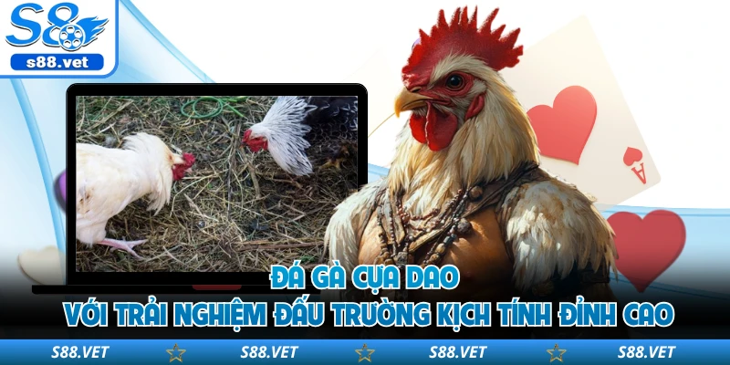 Đá gà cựa dao với trải nghiệm đấu trường kịch tính đỉnh cao