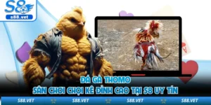 Đá Gà Thomo - Sân Chơi Chọi Kê Đỉnh Cao Tại S8 Uy Tín